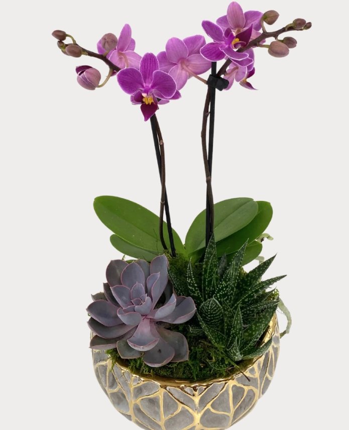 Grey Leaf Orchid/Succulent Planter - Shalimar Flower Shop