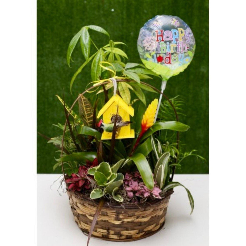 Large Lush Green Dish Garden - Shalimar Flower Shop