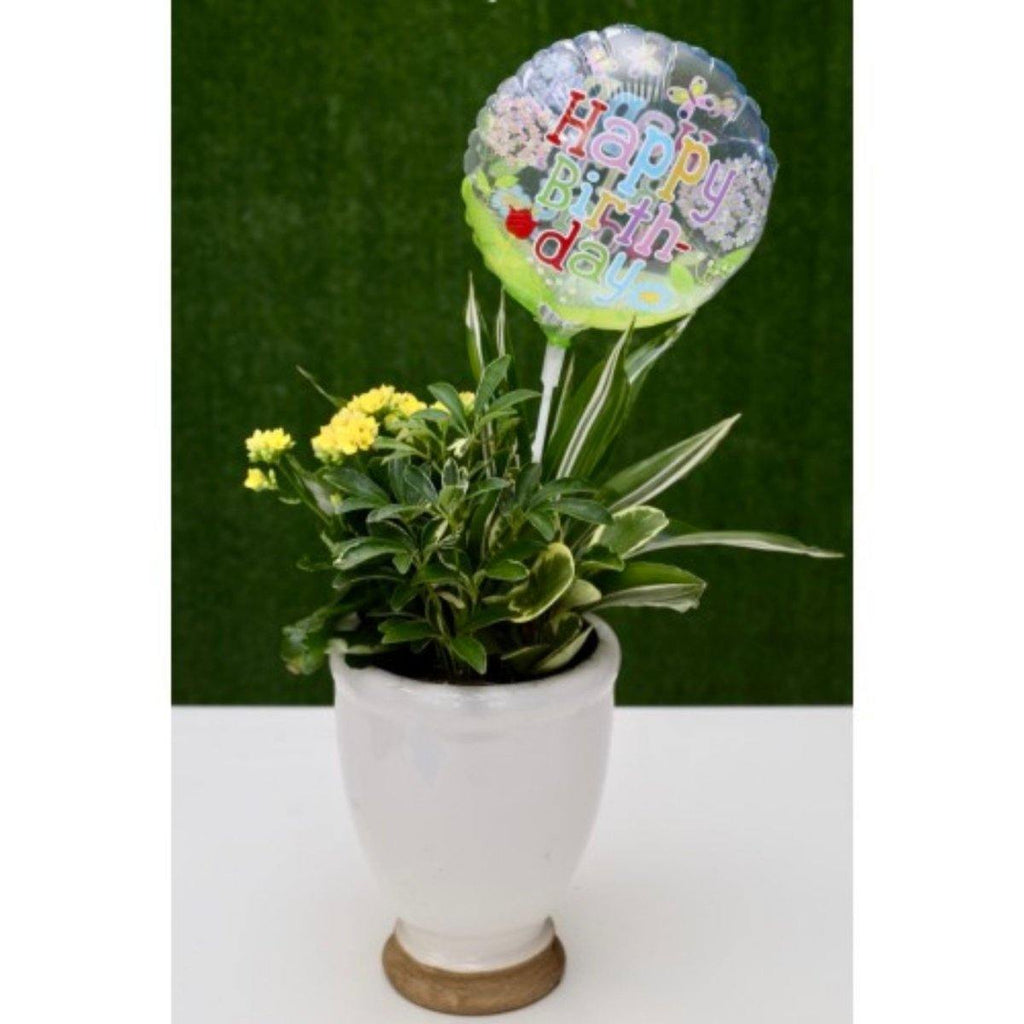 Lush Birthday Dish Garden in a Ceramic Pot - Shalimar Flower Shop