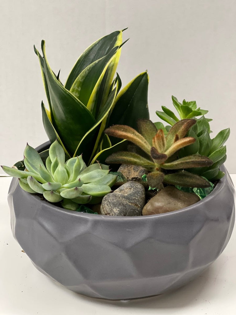 Modern Round Succulent Garden - Shalimar Flower Shop