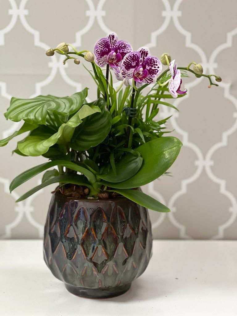 Ogee Orchid Planter - Shalimar Flower Shop