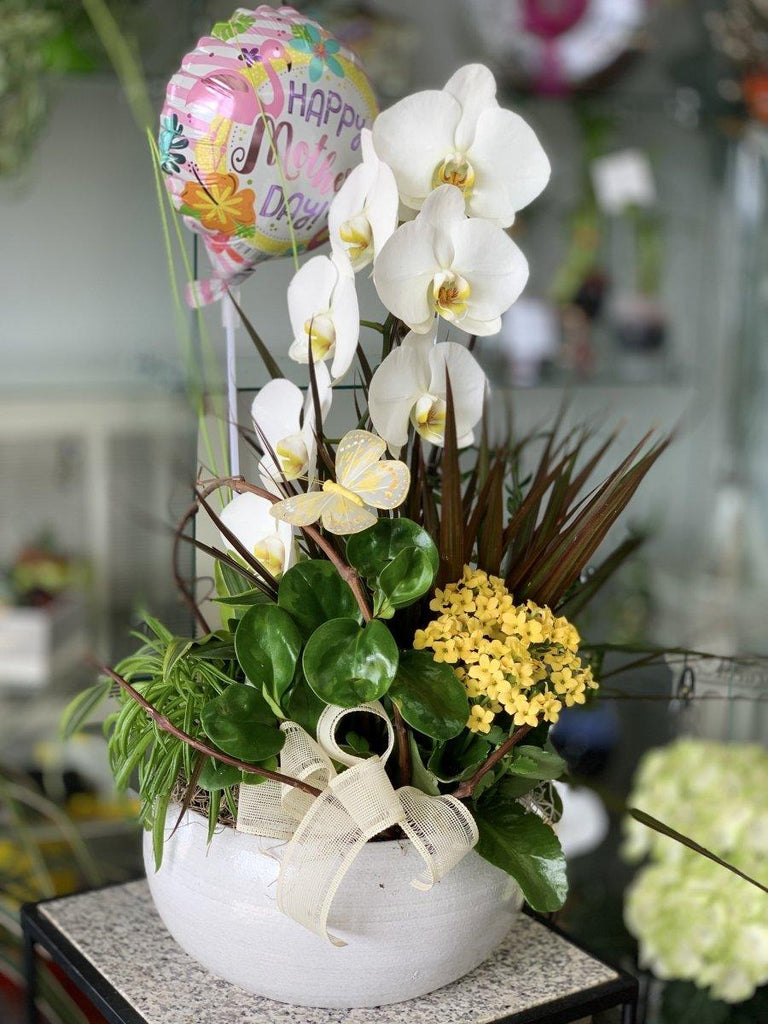 Orchid Garden in Ceramic Pot - Shalimar Flower Shop