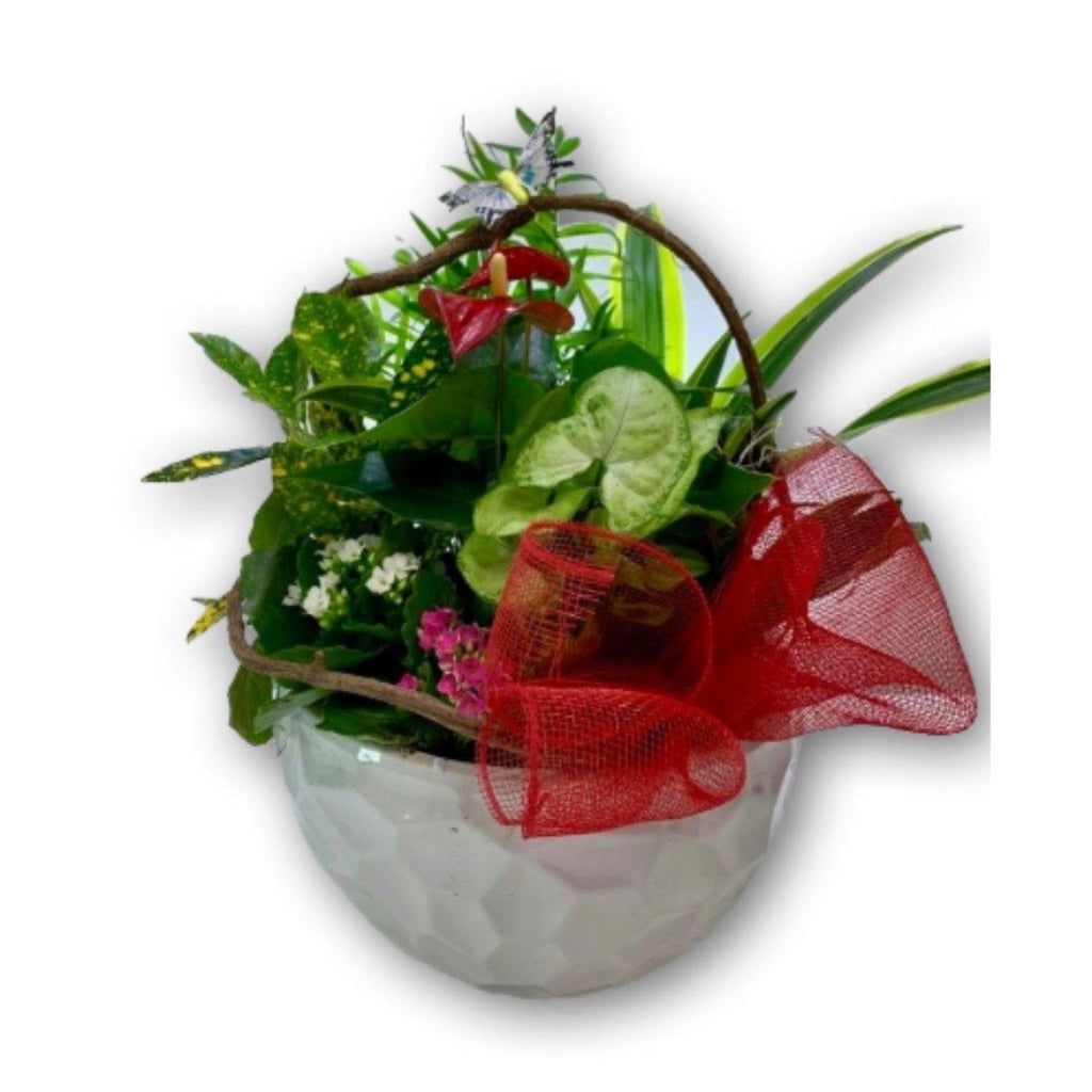 Planter with Red Bow in Ceramic Pot - Shalimar Flower Shop
