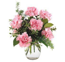 Pretty in Pink Carnations - Shalimar Flower Shop