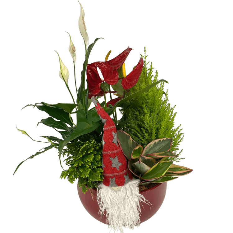 Red Anthurium Planter 2022 - Shalimar Flower Shop