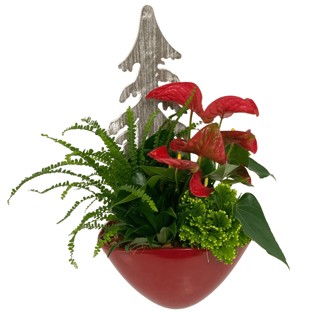 anthurium planters Red Anthurium Planter 2022