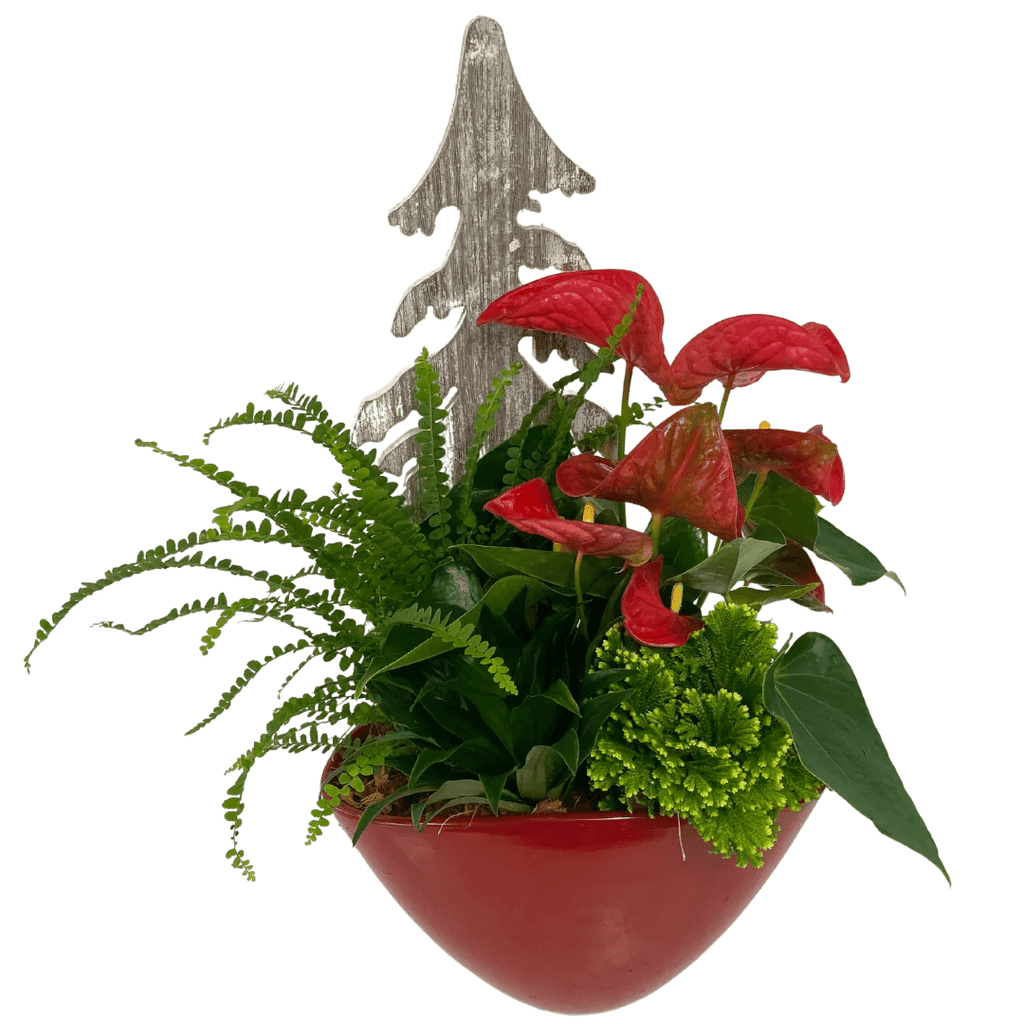 Red Anthurium Planter 2022 - Shalimar Flower Shop