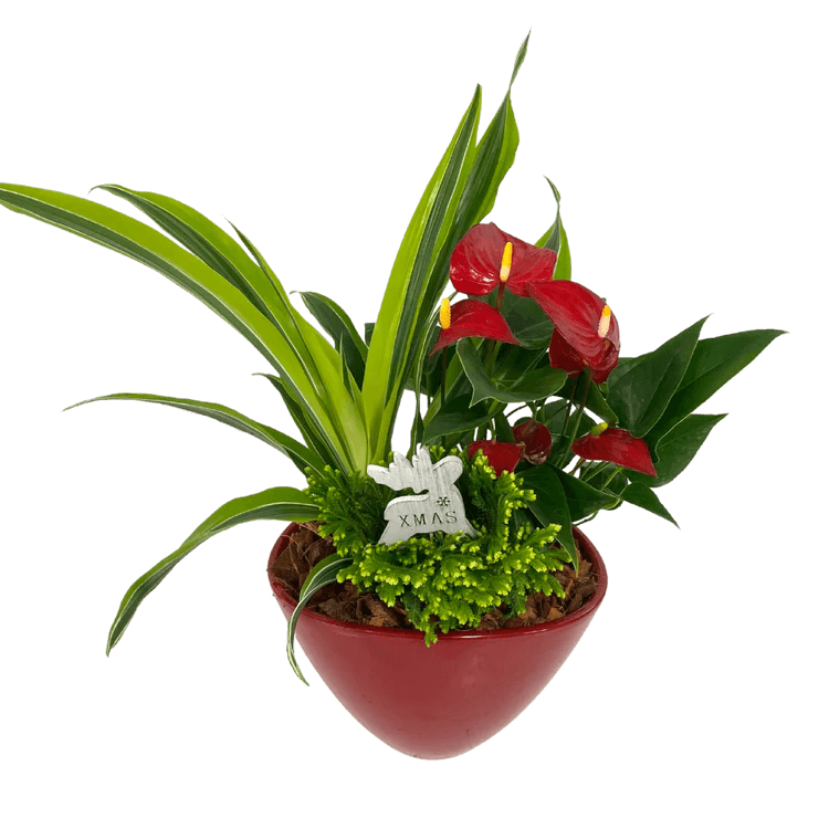 Red Anthurium Planter 2022 - Shalimar Flower Shop