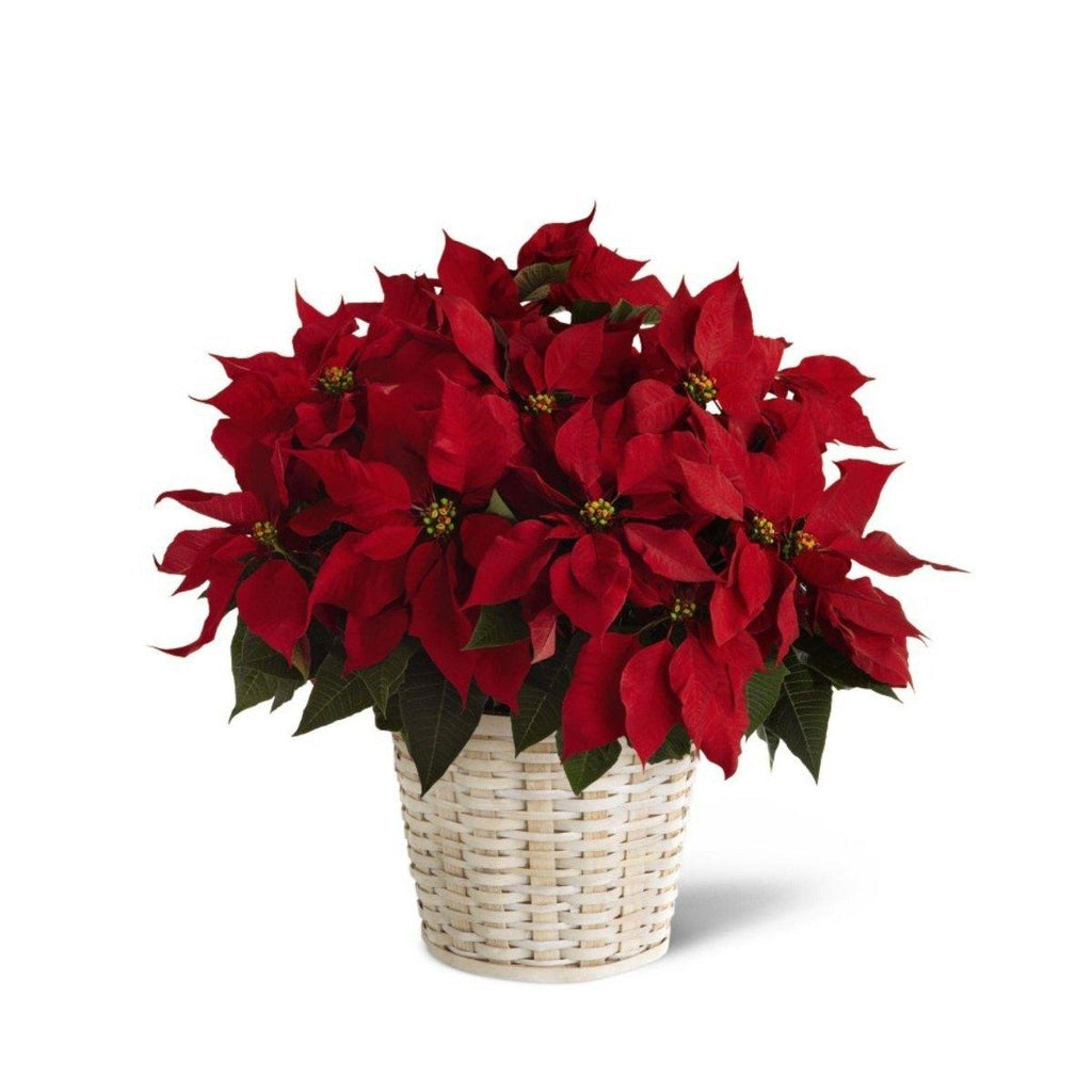 Red Poinsettia Basket (small) - Shalimar Flower Shop