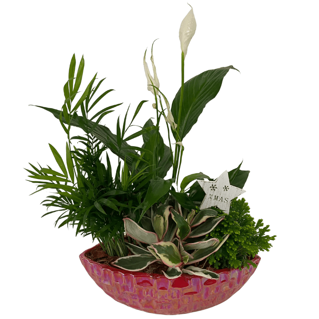 Red Shimmering Peace Lily Boat - Shalimar Flower Shop