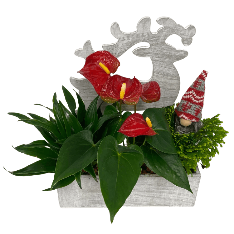 Reindeer Tropical Box - Shalimar Flower Shop