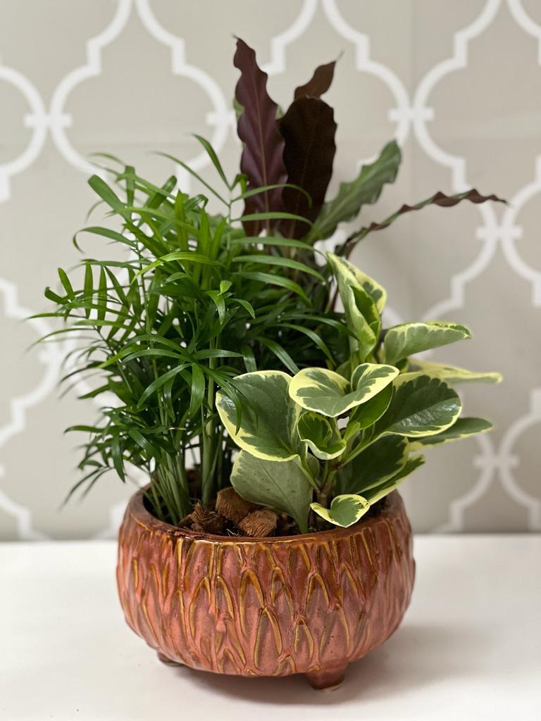 Rustic Brown Dish Garden - Shalimar Flower Shop