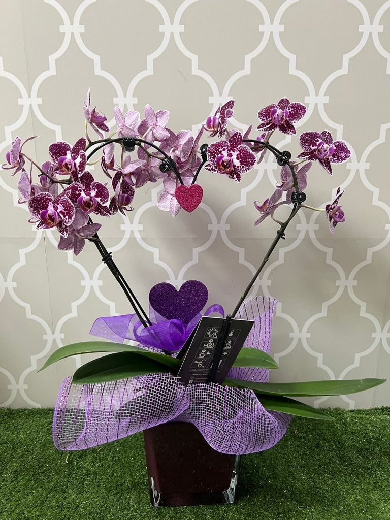 Show Love Heart-Shaped Orchid Plant - Shalimar Flower Shop