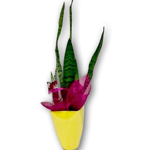 Striking Snake Plant in a Bright Yellow Ceramic Pot - Shalimar Flower Shop