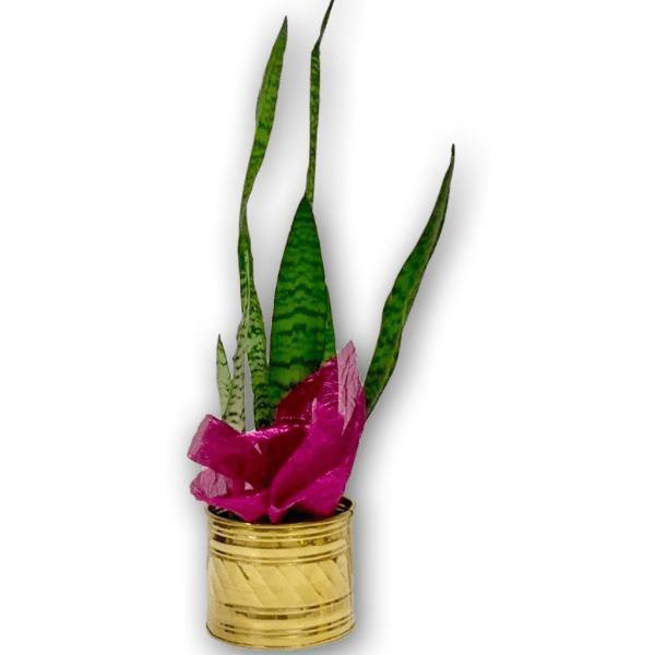 Striking Snake Plant In a Gold Metal Pot - Shalimar Flower Shop