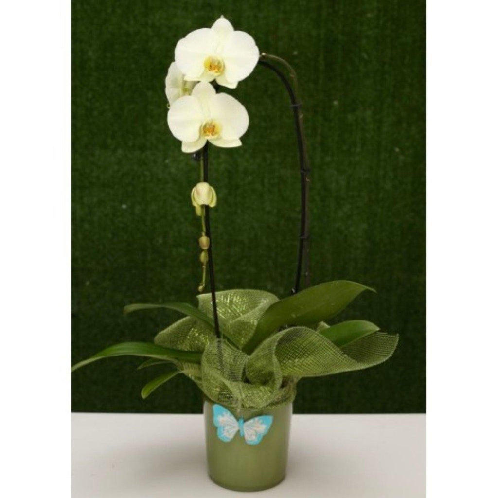 Stunning Orchid Cascading Plant - Shalimar Flower Shop