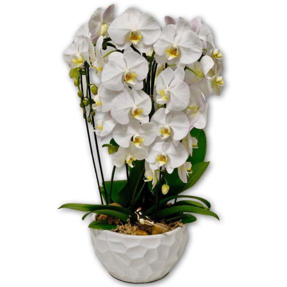 Stunning Orchid Heart - Shalimar Flower Shop
