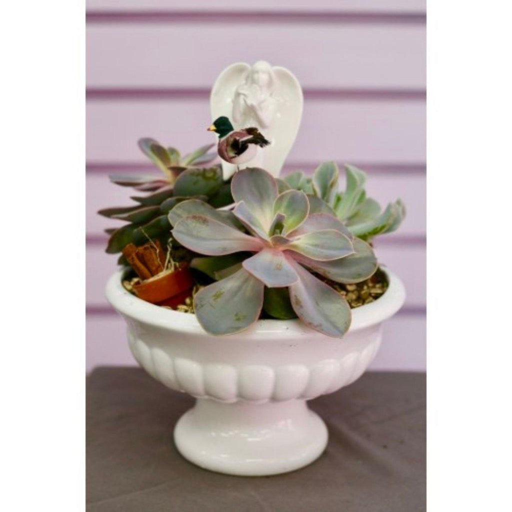 Succulent Fairy in Ceramic Pot - Shalimar Flower Shop