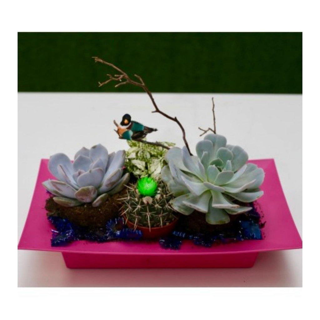 Succulent Paradise Dish Garden - Shalimar Flower Shop