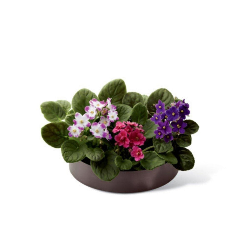 African Violets - Shalimar Flower Shop