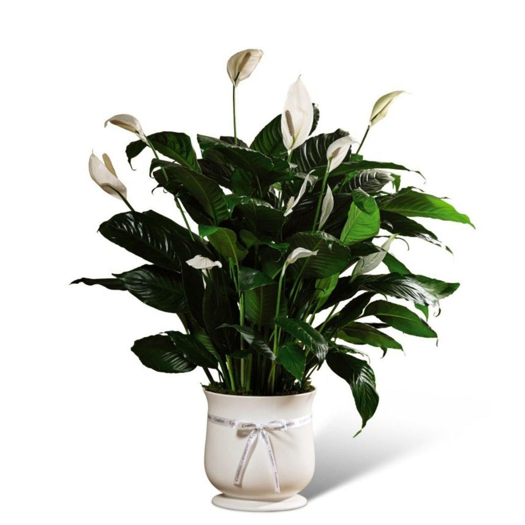 The FTD® Comfort Planter - Shalimar Flower Shop