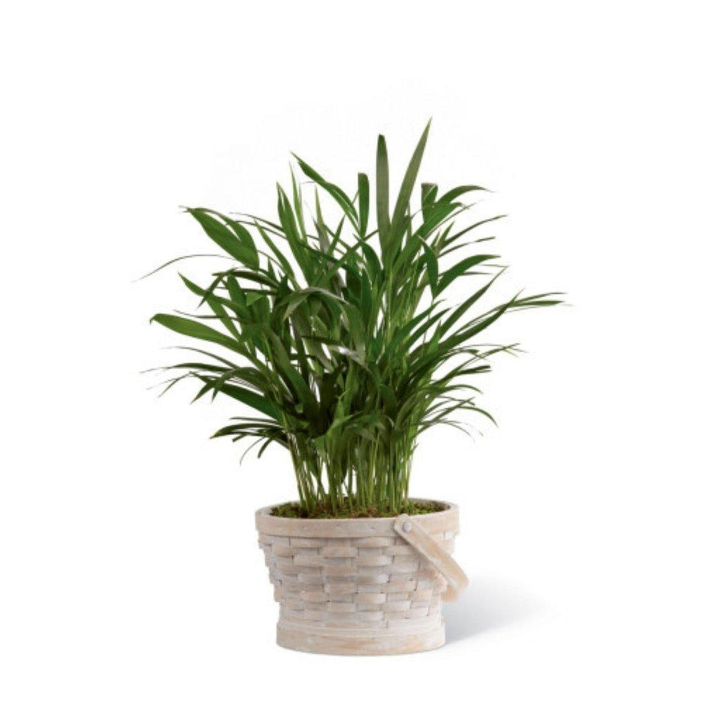 The FTD® Deeply Adored Palm Planter - Shalimar Flower Shop