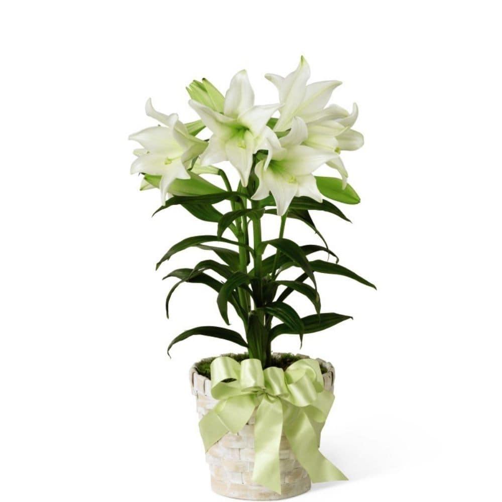 The FTD Easter Lily Plant - Shalimar Flower Shop