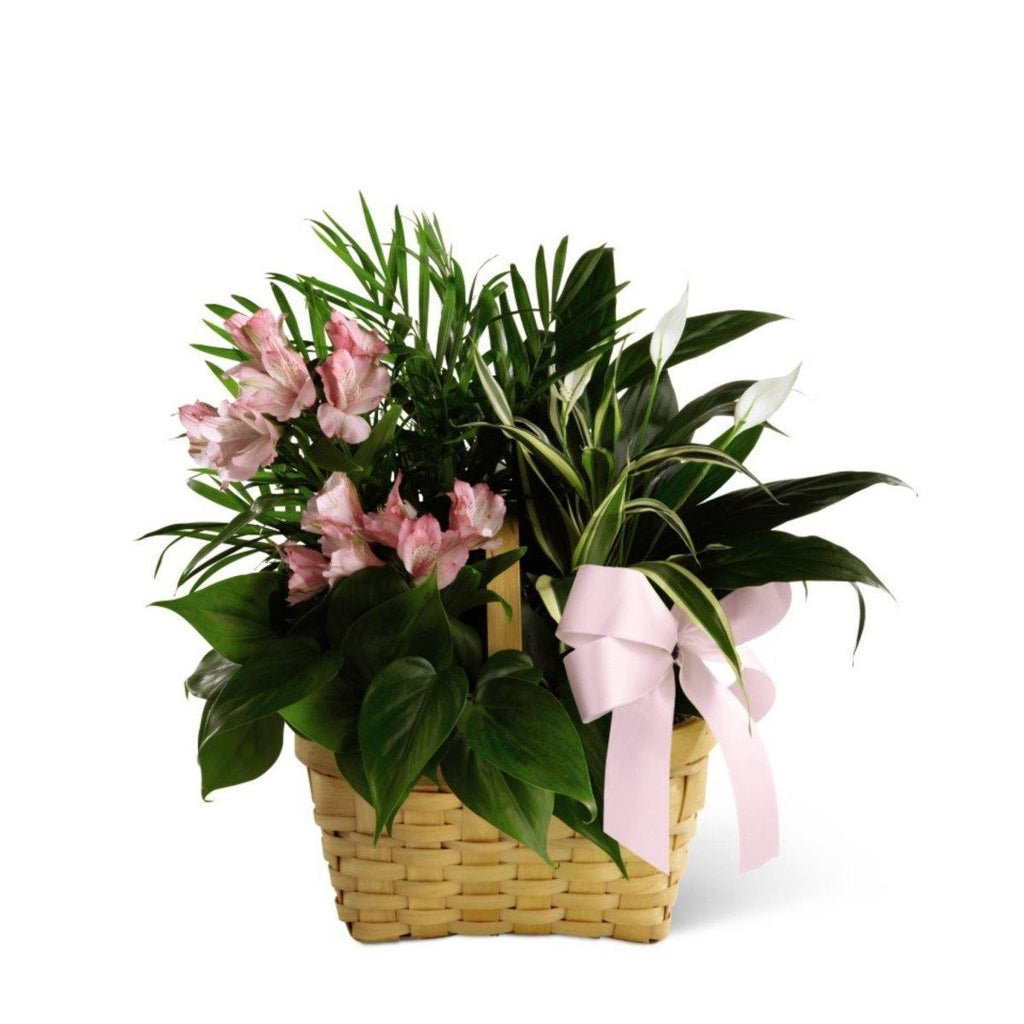 The FTD® Living Spirit Dishgarden - Shalimar Flower Shop