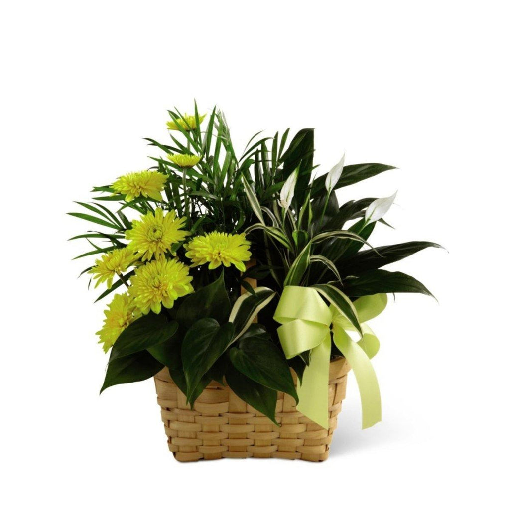 The FTD® Loving Light Dishgarden - Shalimar Flower Shop