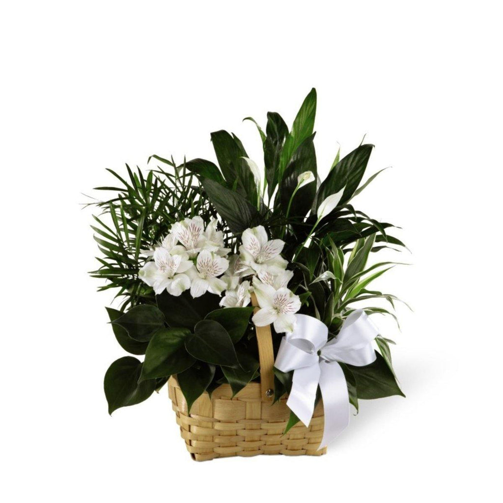 The FTD® Peace & Serenity Dishgarden - Shalimar Flower Shop