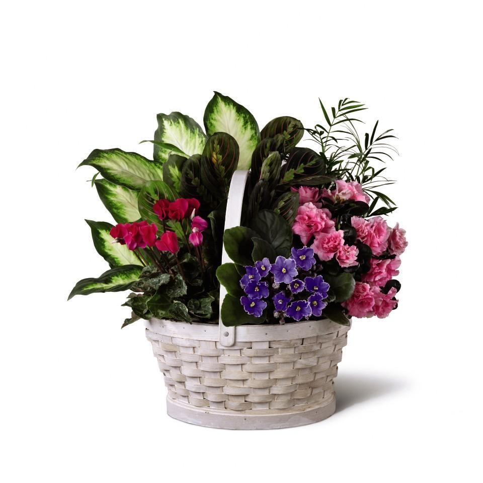 The FTD Peaceful Garden Planter - Shalimar Flower Shop