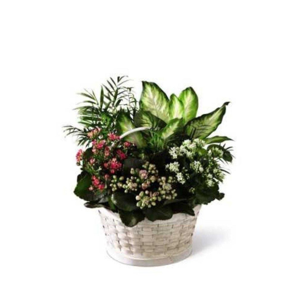 The FTD Rural Beauty Dishgarden - Shalimar Flower Shop