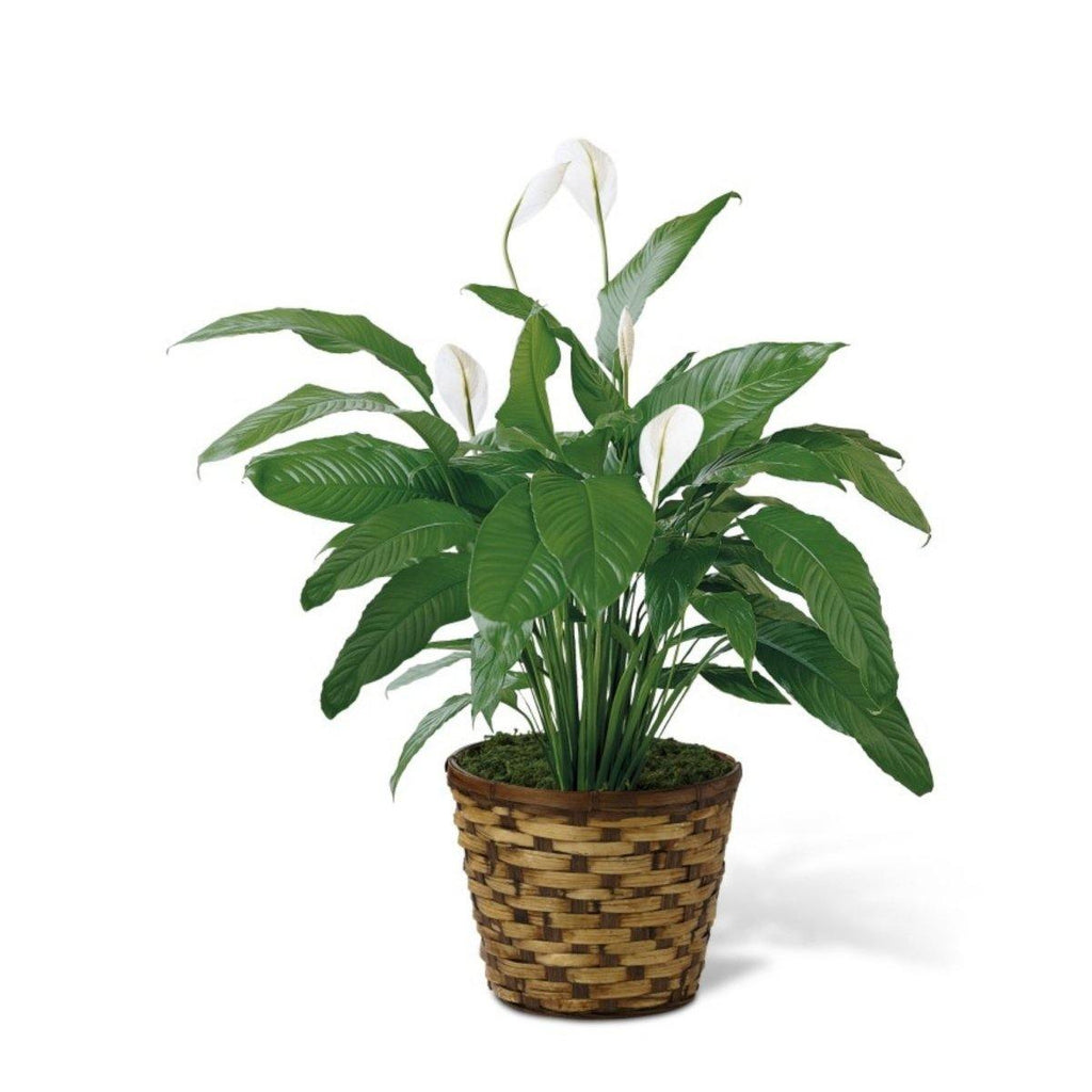 Spathiphyllum (Peace Lily) - Shalimar Flower Shop