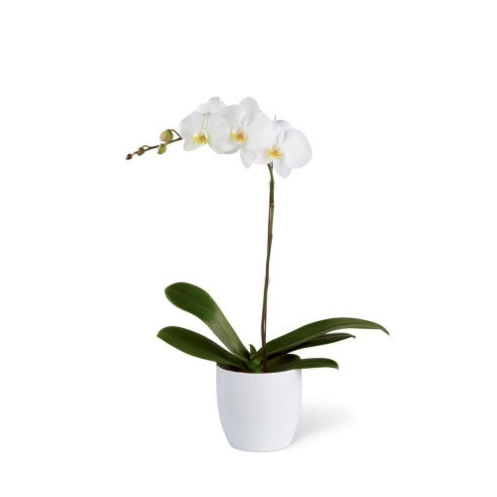 The FTD® White Orchid Ceramic Planter - Shalimar Flower Shop