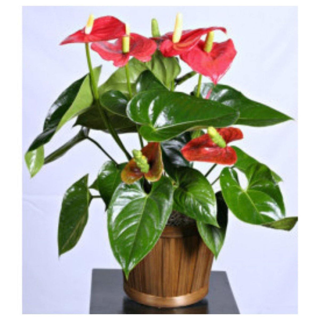 Tropical Anthurium Plant - Shalimar Flower Shop