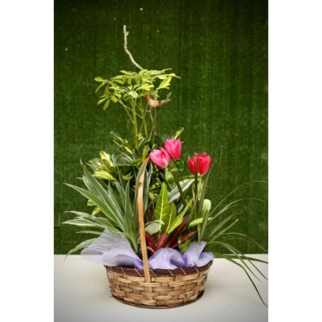 Tulips & Green Garden in a Basket - Shalimar Flower Shop