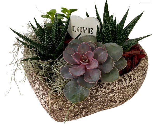 Valentine's Succulent Stone Heart - Shalimar Flower Shop