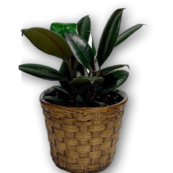 Vibrant Palm Rubber Plant in Brown Wicker Basket - Shalimar Flower Shop