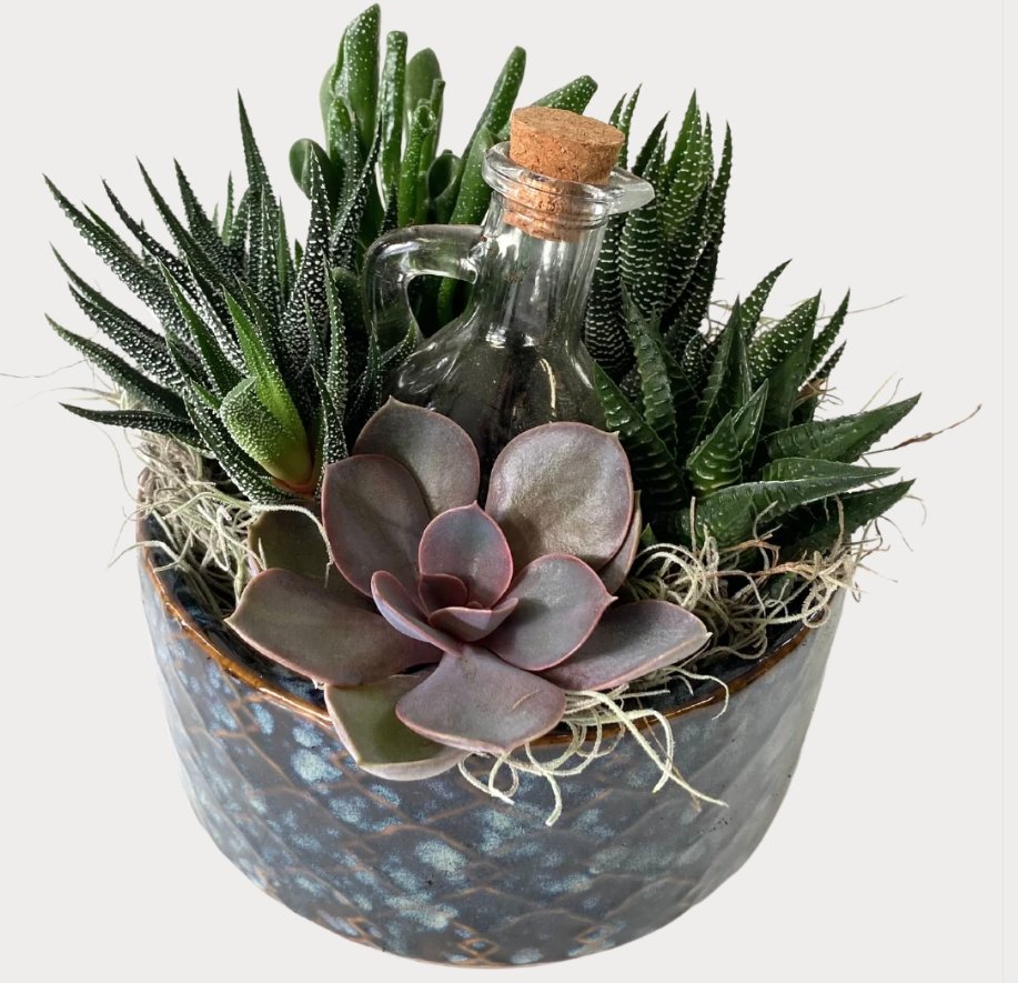 Vintage Blue Succulent Planter - Shalimar Flower Shop