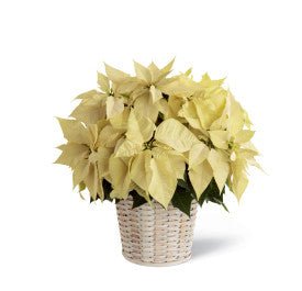 White Poinsettia Basket (Large) - Shalimar Flower Shop