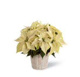 White Poinsettia Basket (Small) - Shalimar Flower Shop