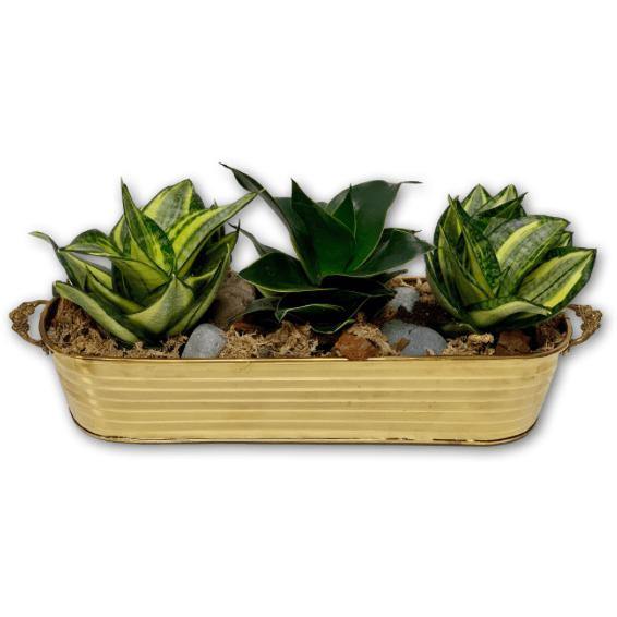 Wild Snake Plant Trio in Brass Basket - Shalimar Flower Shop