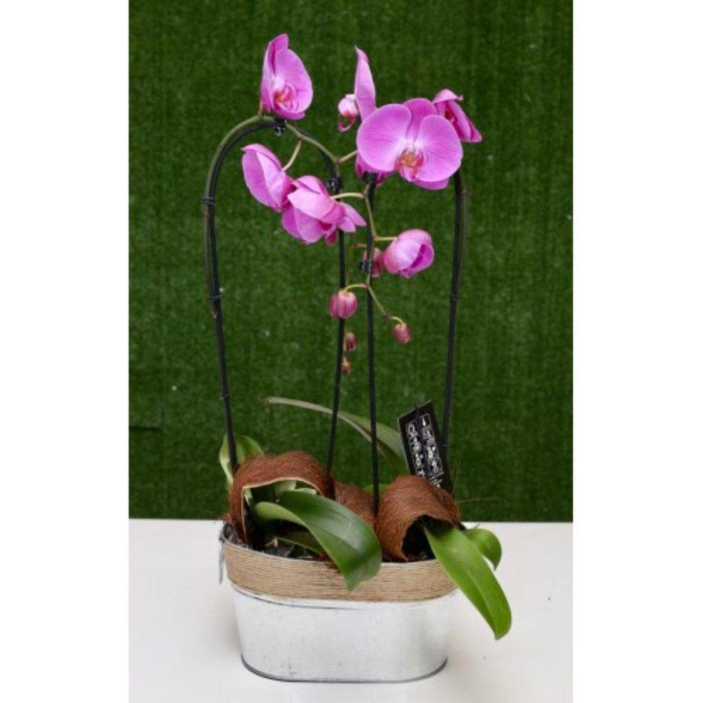 Wisdom and Health Double Orchid - Shalimar Flower Shop