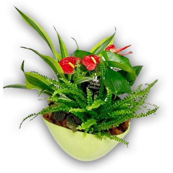 Wispy Wonder Garden Plant in Ceramic Pot - Shalimar Flower Shop