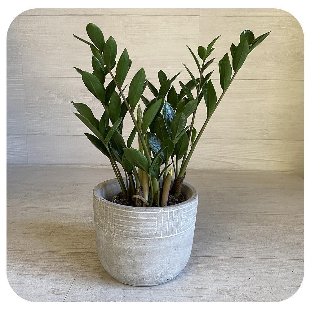 ZZ PLANT (ZAMIOCULCAS ZAMIIFOLIA) 5" - Shalimar Flower Shop